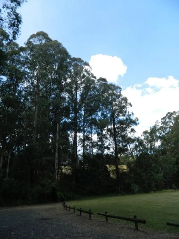 toolangi-recreation-reserve-campground-toolangi-kuxcg