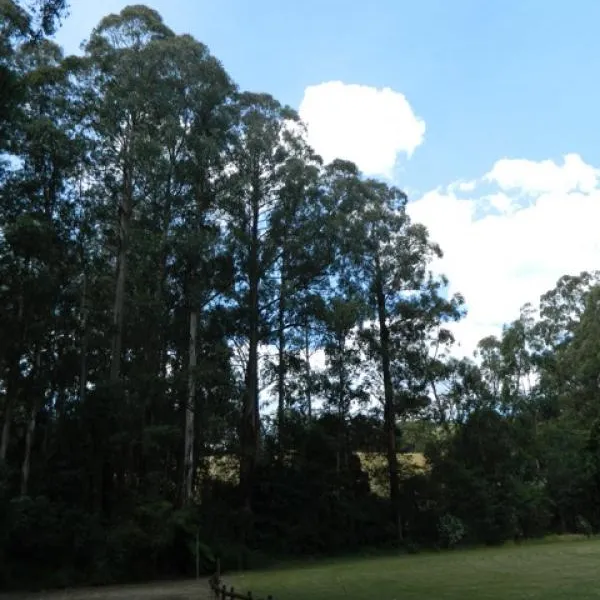 toolangi-recreation-reserve-campground-toolangi-kuxcg