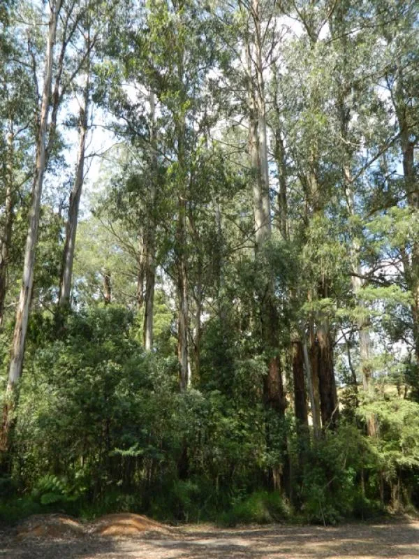 toolangi-recreation-reserve-campground-toolangi-xzasm