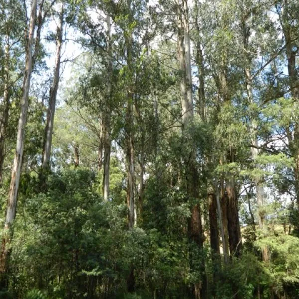 toolangi-recreation-reserve-campground-toolangi-xzasm
