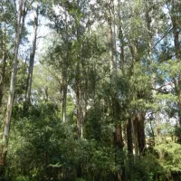 toolangi-recreation-reserve-campground-toolangi-xzasm
