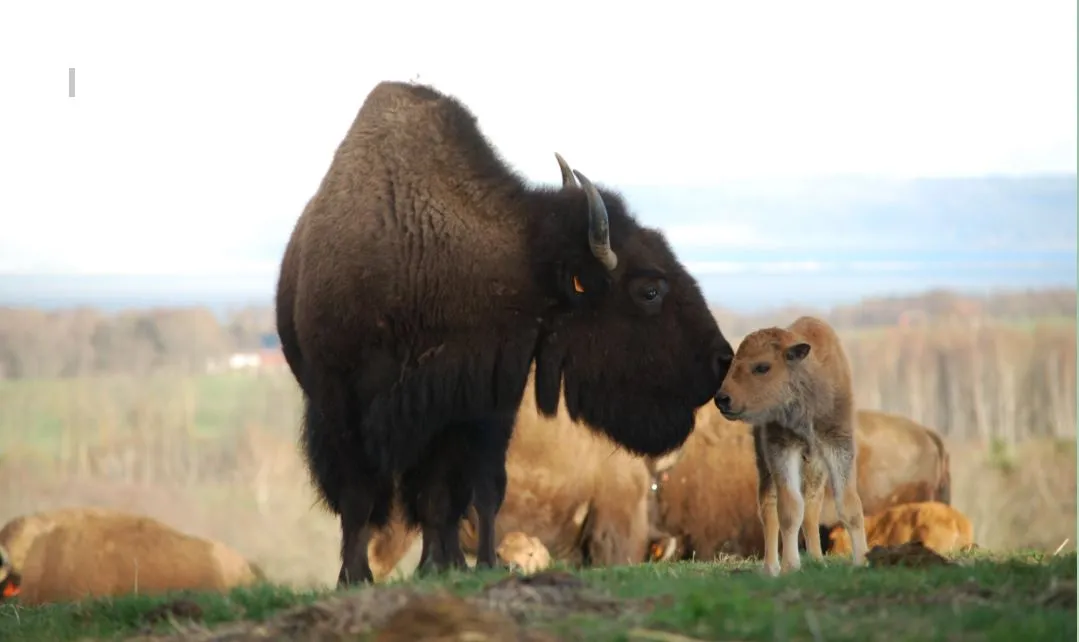bisonfarmen-i-gate-hjo-ugqzu