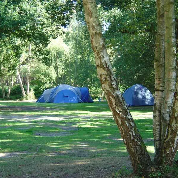 wellington-country-park-reading-aas8h