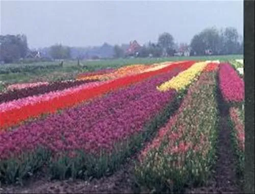 vakantiedorp-het-grootslag-andijk-9kpog