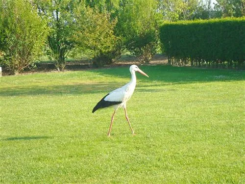 camping-koolswegje-cadzand-byrm3