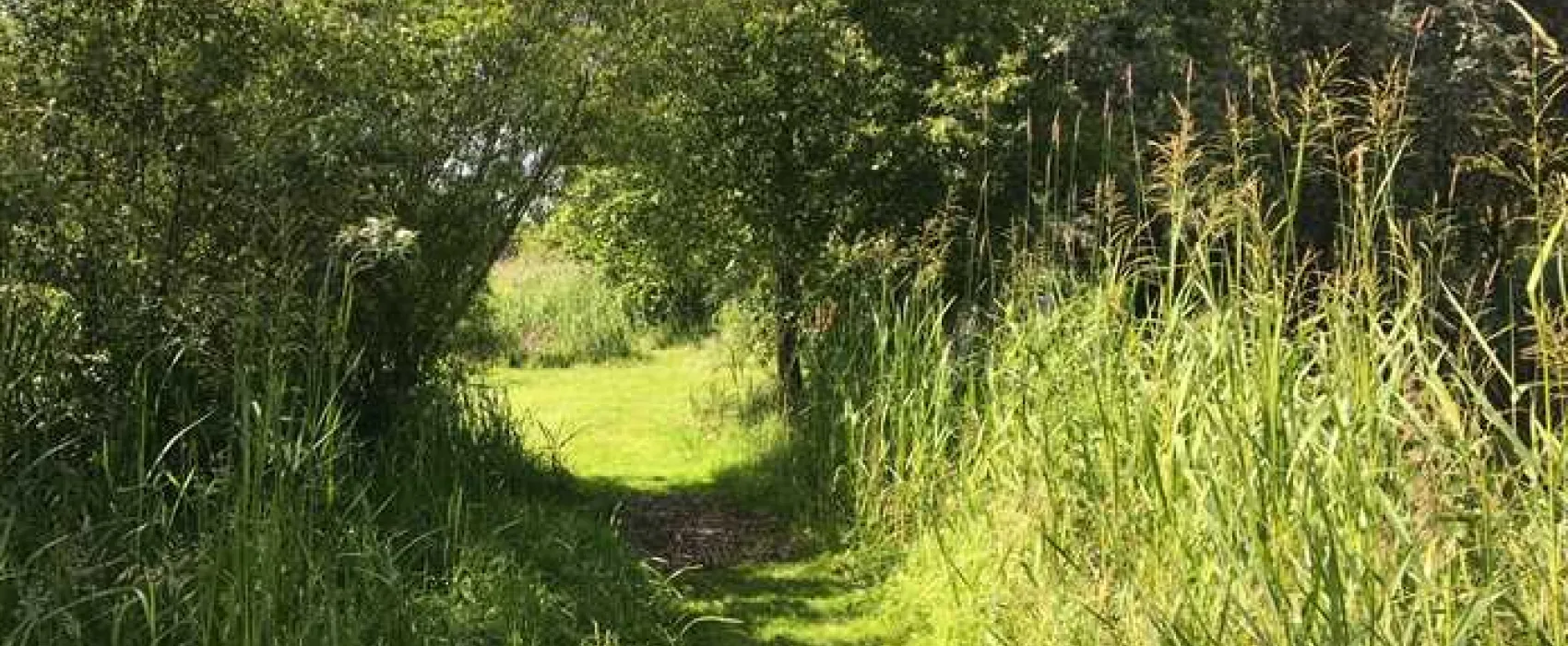 Alderfen Marshes