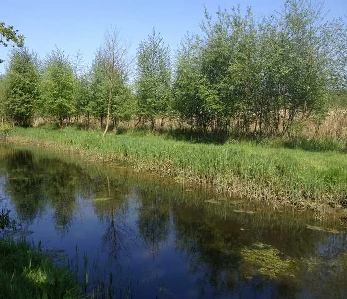 alderfen-marshes-norwich-a6ida