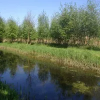 alderfen-marshes-norwich-a6ida