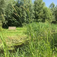 alderfen-marshes-norwich-nny4t