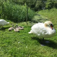 alderfen-marshes-norwich-upt3f