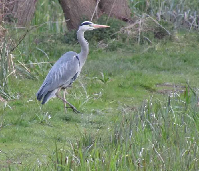 alderfen-marshes-norwich-xtuuy