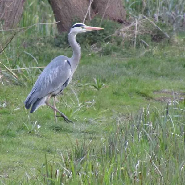 alderfen-marshes-norwich-xtuuy