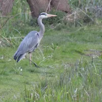 alderfen-marshes-norwich-xtuuy