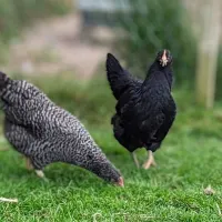 hadrians-wall-country-yurts-brampton-tovtf