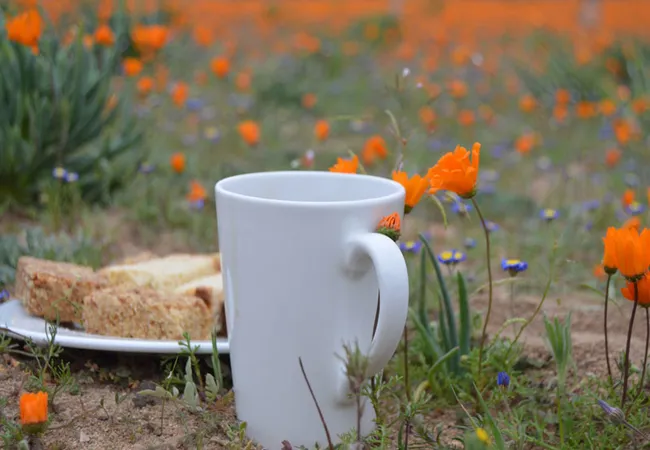 namaqua-flower-beach-camp-kamieskroon-4vmr3
