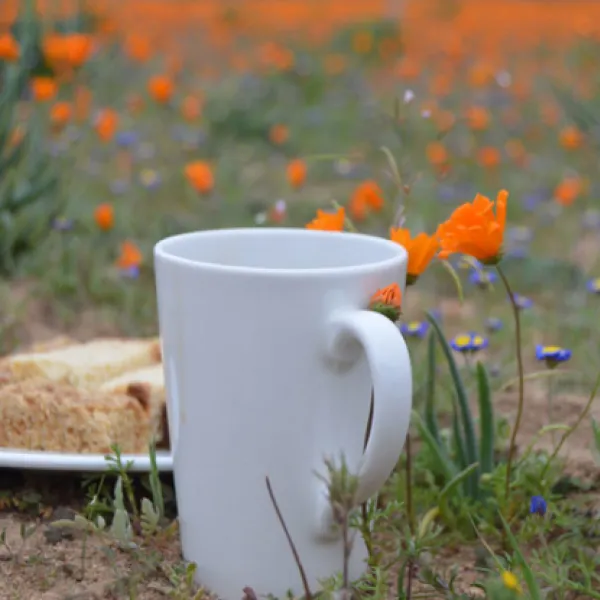 namaqua-flower-beach-camp-kamieskroon-4vmr3