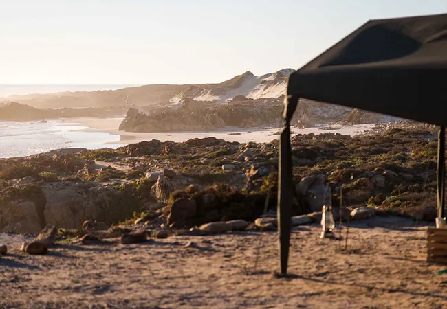 namaqua-flower-beach-camp-kamieskroon-77ybw