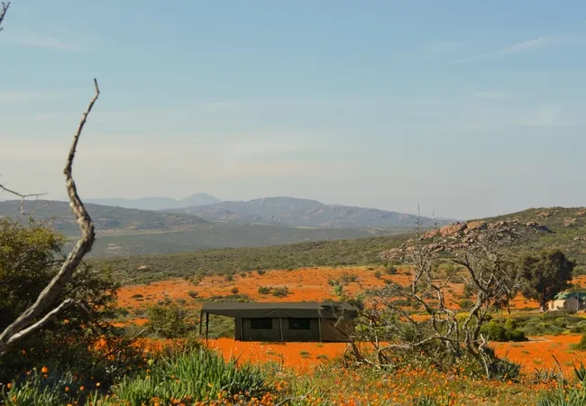 namaqua-flower-beach-camp-kamieskroon-cenel