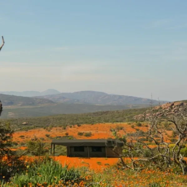 namaqua-flower-beach-camp-kamieskroon-cenel