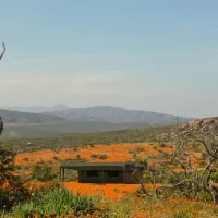 namaqua-flower-beach-camp-kamieskroon-cenel