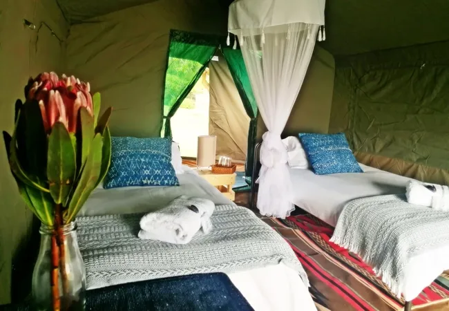 namaqua-flower-beach-camp-kamieskroon-enxye