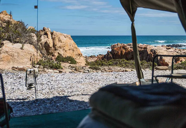 namaqua-flower-beach-camp-kamieskroon-fwj58