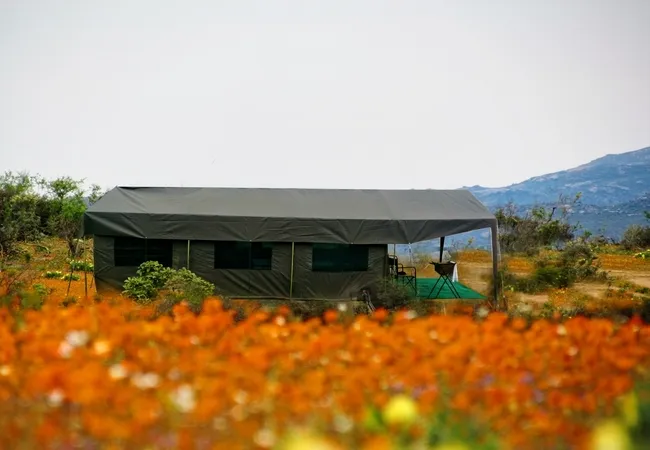 namaqua-flower-beach-camp-kamieskroon-ksewb