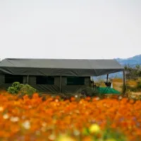 namaqua-flower-beach-camp-kamieskroon-ksewb
