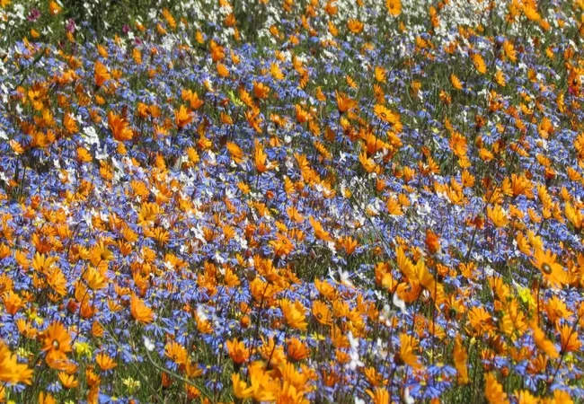 namaqua-flower-beach-camp-kamieskroon-lsxjj