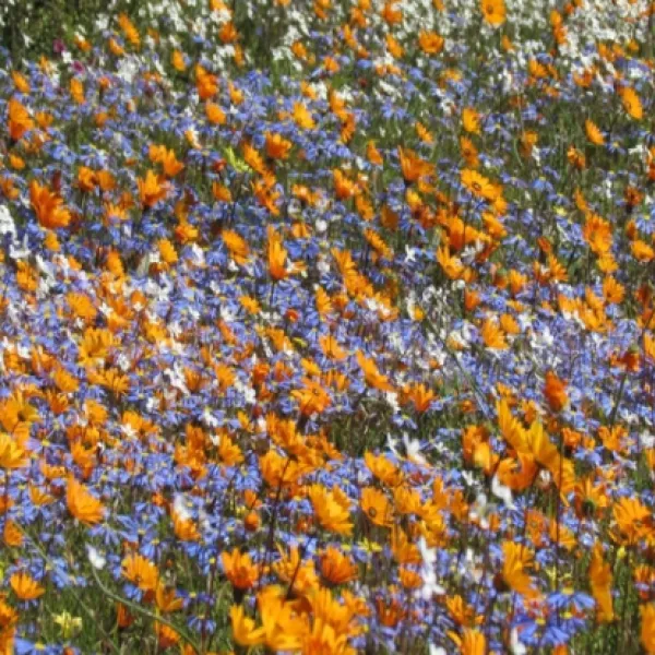 namaqua-flower-beach-camp-kamieskroon-lsxjj