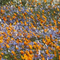 namaqua-flower-beach-camp-kamieskroon-lsxjj