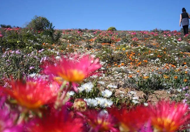 namaqua-flower-beach-camp-kamieskroon-niiab
