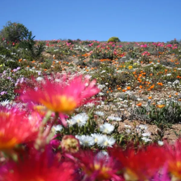 namaqua-flower-beach-camp-kamieskroon-niiab