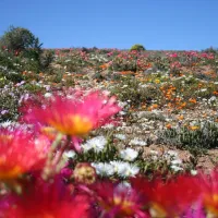 namaqua-flower-beach-camp-kamieskroon-niiab