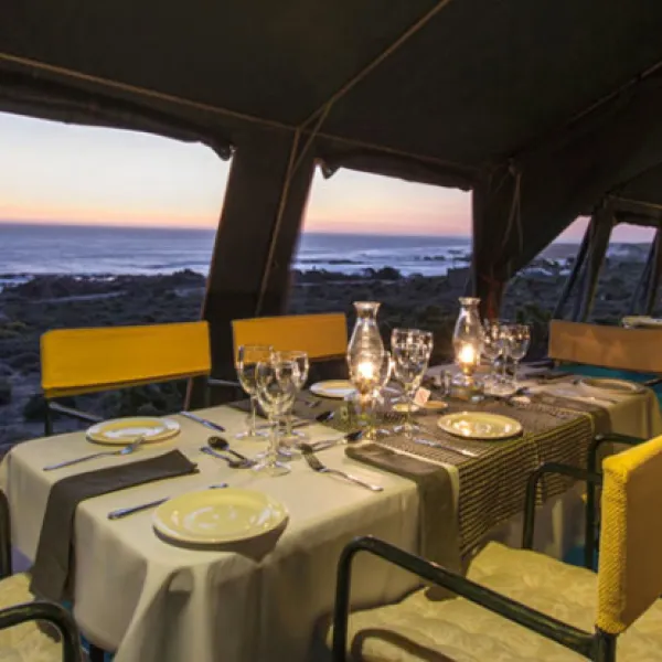namaqua-flower-beach-camp-kamieskroon-v7qxd