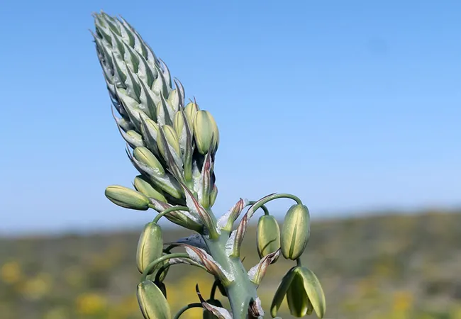 namaqua-flower-beach-camp-kamieskroon-w3vil