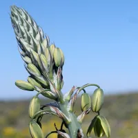 namaqua-flower-beach-camp-kamieskroon-w3vil