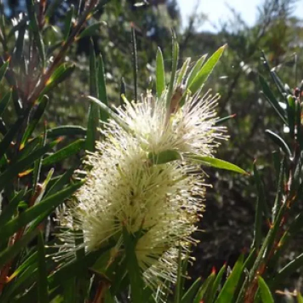 terarra-creek-campground-eugowra-he1rg