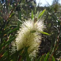 terarra-creek-campground-eugowra-he1rg