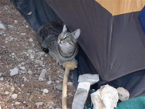 camping-valdaliso-rovinj-f2dcg