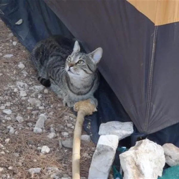 camping-valdaliso-rovinj-f2dcg