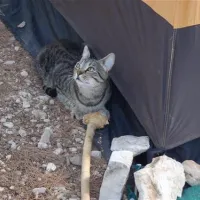 camping-valdaliso-rovinj-f2dcg