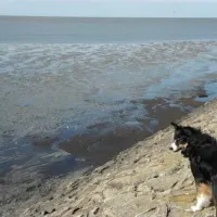 camping-am-deich-nordsee-krummhrnupleward-6qez5