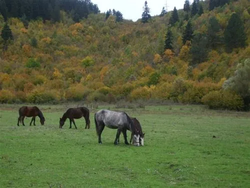 camping-farma-sotira-komuna-leskovik-987mz