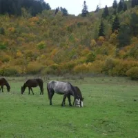 camping-farma-sotira-komuna-leskovik-987mz