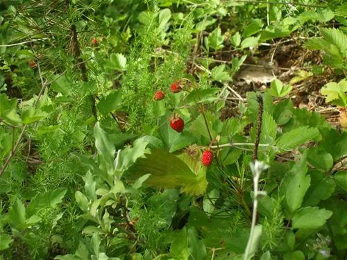 camping-farma-sotira-komuna-leskovik-fkxby