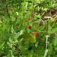 camping-farma-sotira-komuna-leskovik-fkxby