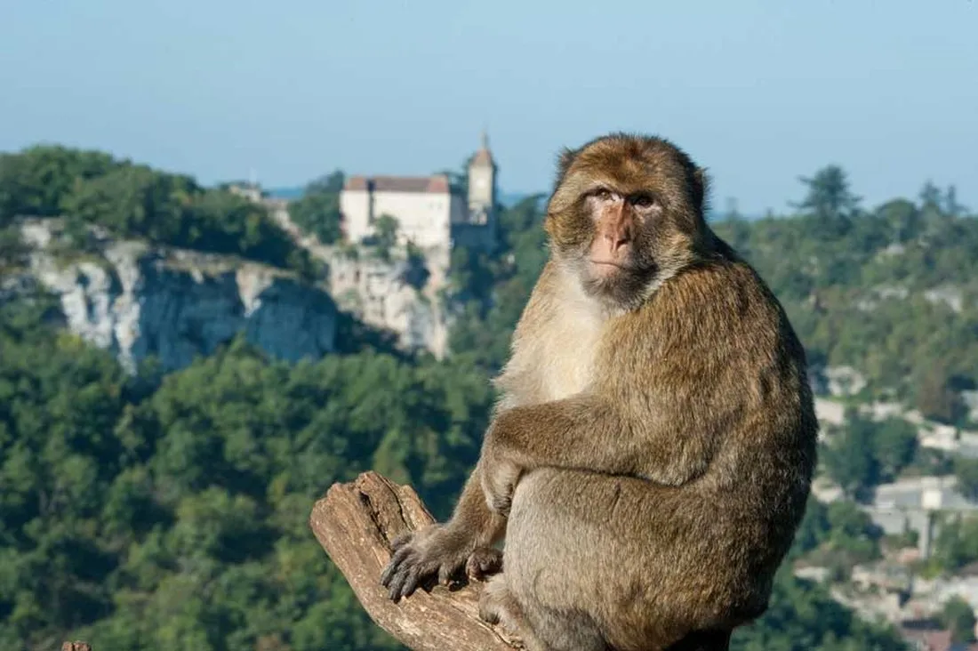 camping-le-relais-du-campeur-rocamadour-znkk1