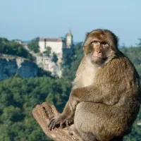 camping-le-relais-du-campeur-rocamadour-znkk1