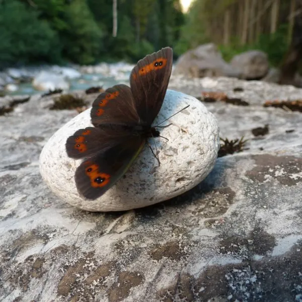 camping-wildalpen-wildalpen-fyyqw